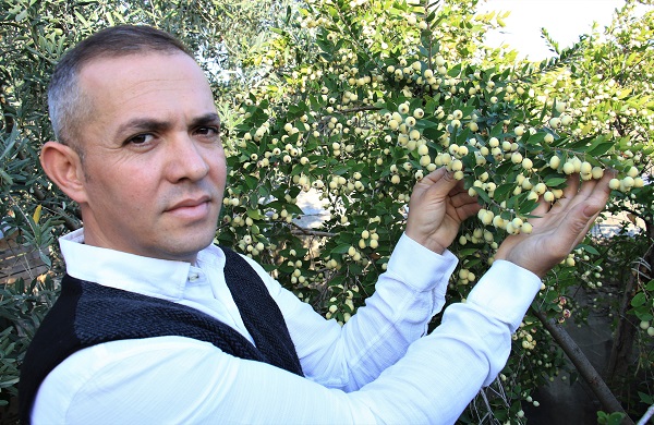 Foto - Bir ağaç 200 kilo meyve veriyor! Hem sağlıklı hem lezzetli