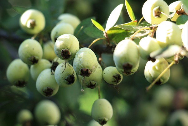 Foto - Bir ağaç 200 kilo meyve veriyor! Hem sağlıklı hem lezzetli