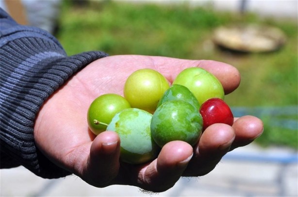 Foto - Bir ağaçtan yedi meyve topladı!