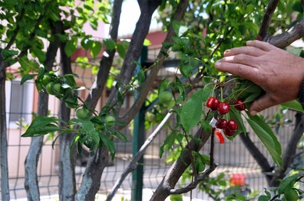 Foto - Bir ağaçtan yedi meyve topladı!