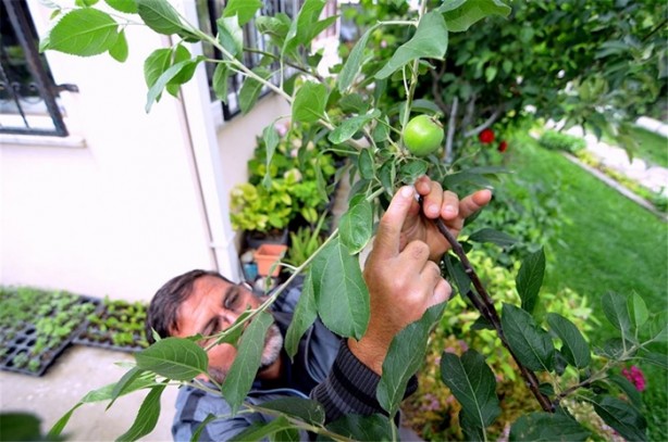 Foto - Bir ağaçtan yedi meyve topladı!
