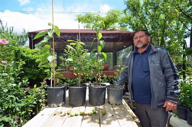 Bir ağaçtan yedi meyve topladı!