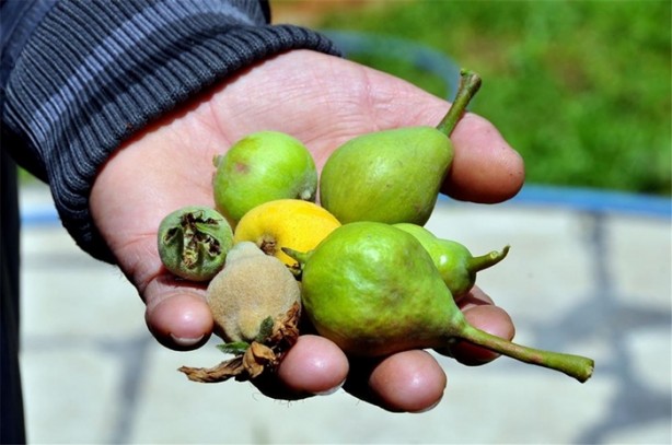 Foto - Bir ağaçtan yedi meyve topladı!