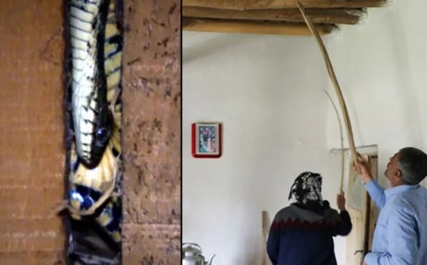 Bir aile dehşeti yaşadı! Evi yılanlar bastı