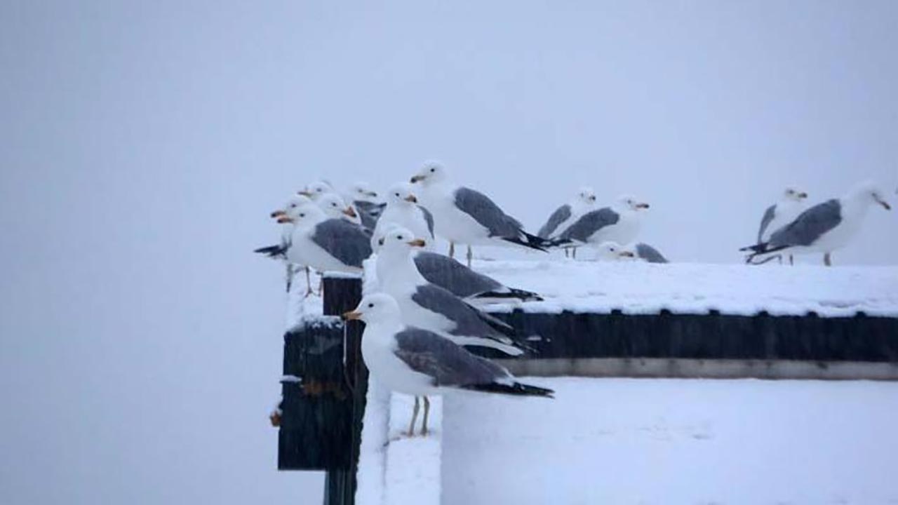 Foto - Bir anda bastırdı! Van'ı esir alan yoğun kar ve sis hayatı felç etti