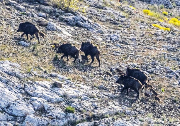 Foto - Bir anda gölün içinden çıkıp ormana doğru kaçtılar! Şaşkın bakışlar arasında kaybolup gittiler