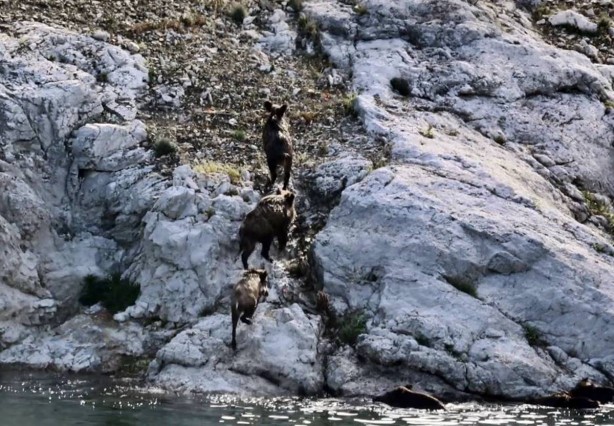 Foto - Bir anda gölün içinden çıkıp ormana doğru kaçtılar! Şaşkın bakışlar arasında kaybolup gittiler