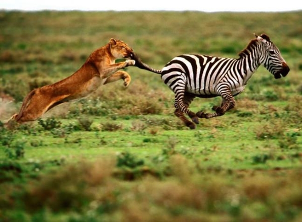 Foto - Aslan saldırısından kurtulmanın yolları
