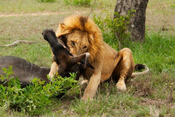 Foto - Aslan saldırısından kurtulmanın yolları