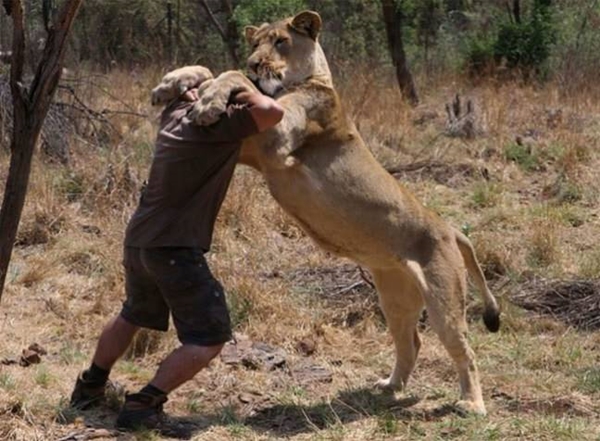 Aslan saldırısından kurtulmanın yolları