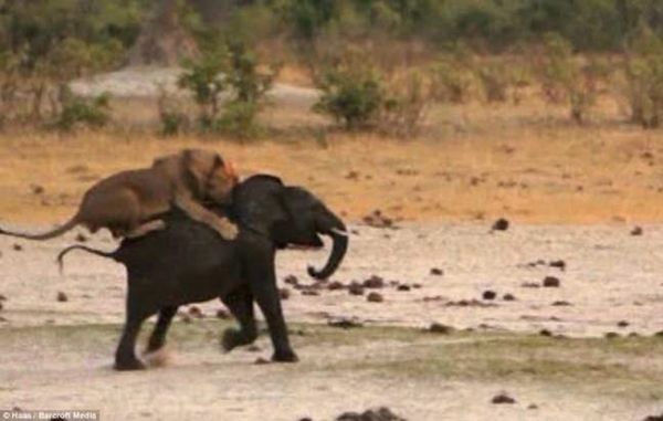 Foto - Aslan saldırısından kurtulmanın yolları