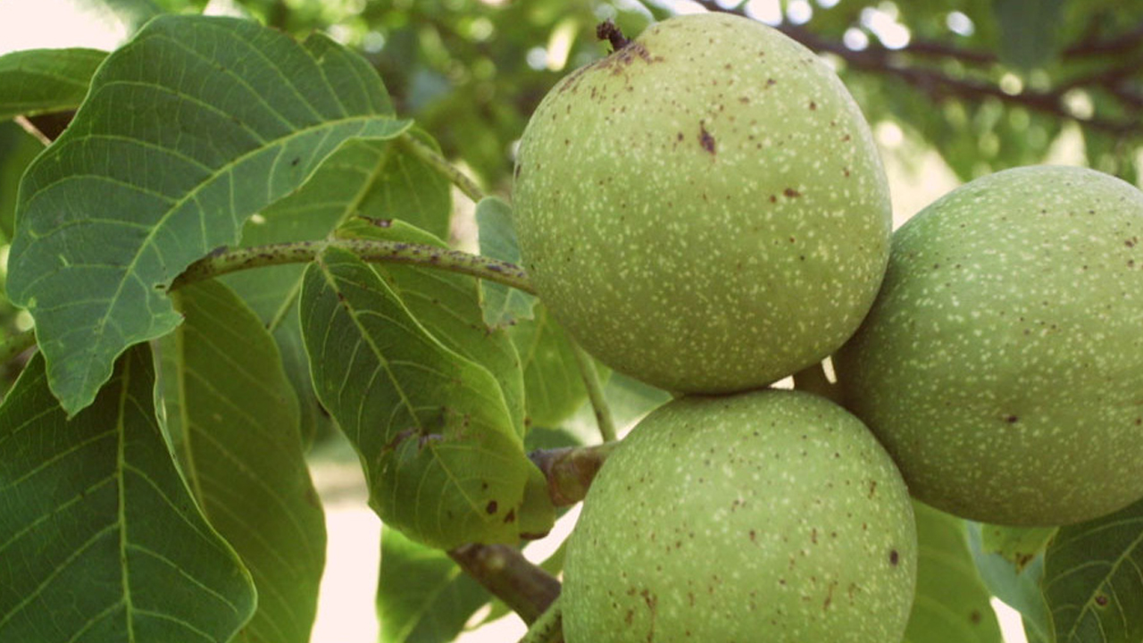 Foto - Doğal tansiyon ilacı: Bir avucu şifa deposu! Bu kuruyemişi evinizden eksik etmeyin! İyi geliyor