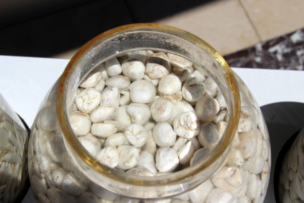 Foto - Bir ay çiğnenebiliyor! Bu sakızın fiyatı çeyrek altını geçti