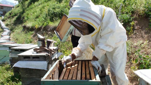 Foto - Bir balın Anzer Balı olup olmadığı referanslı kovan ile belirlenecek