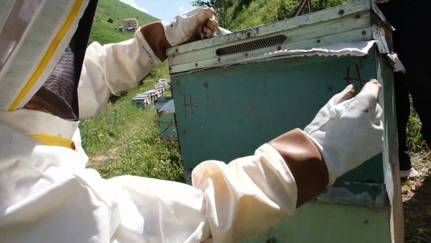 Foto - Bir balın Anzer Balı olup olmadığı referanslı kovan ile belirlenecek