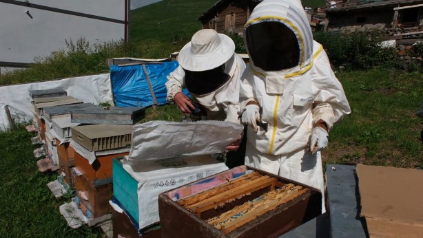 Foto - Bir balın Anzer Balı olup olmadığı referanslı kovan ile belirlenecek
