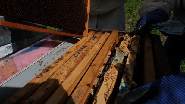 Foto - Bir balın Anzer Balı olup olmadığı referanslı kovan ile belirlenecek