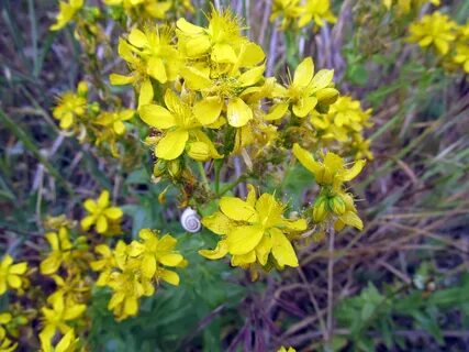 Foto - Bir bardak değil sadece 2 damlası bile yetiyor! Faydalarını tükettikçe göreceksiniz