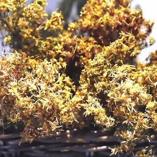 Foto - Bir bardak değil sadece 2 damlası bile yetiyor! Faydalarını tükettikçe göreceksiniz