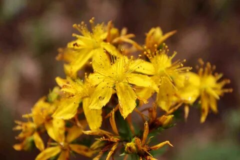 Foto - Bir bardak değil sadece 2 damlası bile yetiyor! Faydalarını tükettikçe göreceksiniz