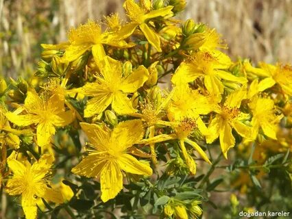 Foto - Bir bardak değil sadece 2 damlası bile yetiyor! Faydalarını tükettikçe göreceksiniz