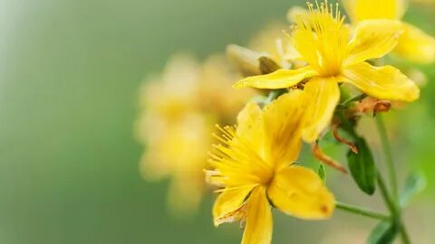 Foto - Bir bardak değil sadece 2 damlası bile yetiyor! Faydalarını tükettikçe göreceksiniz