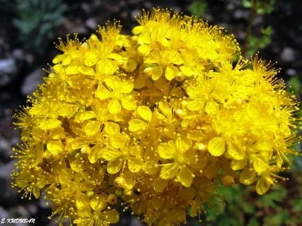 Foto - Bir bardak değil sadece 2 damlası bile yetiyor! Faydalarını tükettikçe göreceksiniz