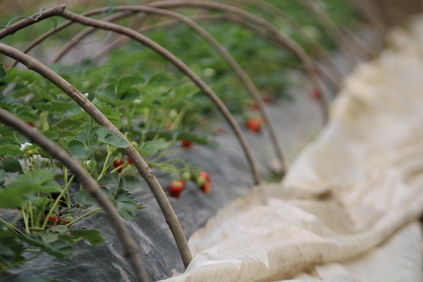 Foto - Bir başarı hikayesi | Emekli olup başladı şimdi yok satıyor