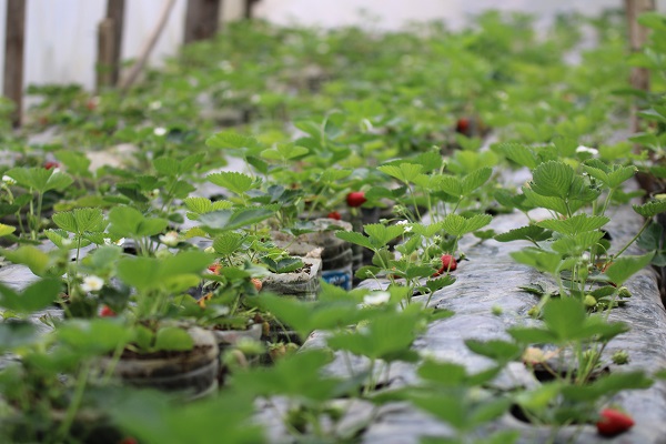 Foto - Bir başarı hikayesi | Emekli olup başladı şimdi yok satıyor