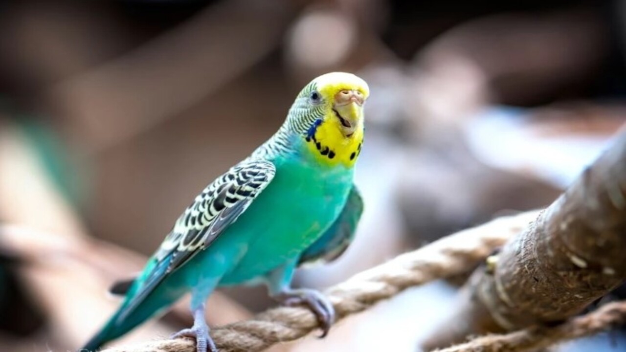 Bir başladı mı bir daha susmayacak! İşte muhabbet kuşunu konuşturmanın 5 altın sırrı