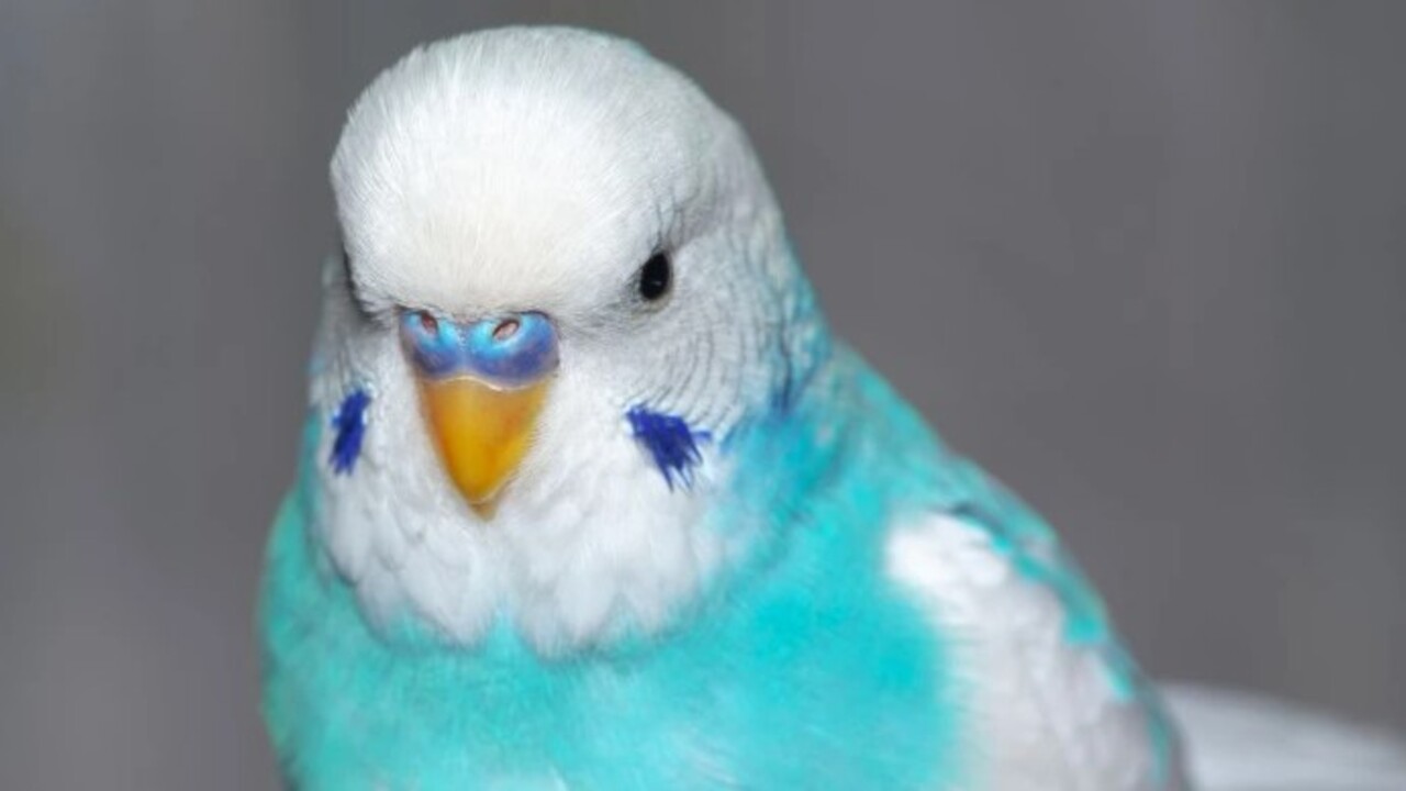 Foto - Bir başladı mı bir daha susmayacak! İşte muhabbet kuşunu konuşturmanın 5 altın sırrı