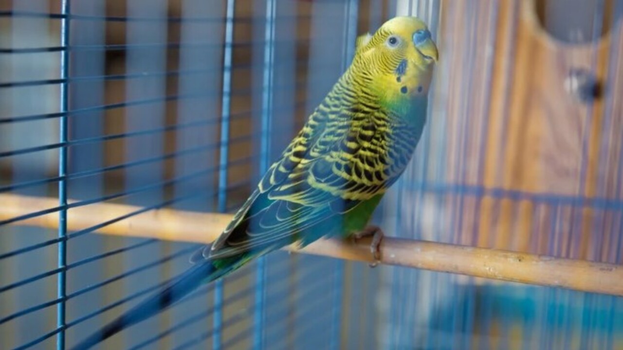 Foto - Bir başladı mı bir daha susmayacak! İşte muhabbet kuşunu konuşturmanın 5 altın sırrı