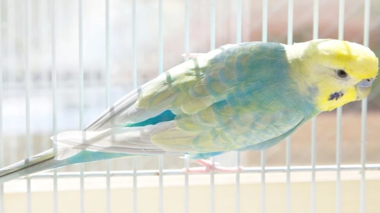 Foto - Bir başladı mı bir daha susmayacak! İşte muhabbet kuşunu konuşturmanın 5 altın sırrı