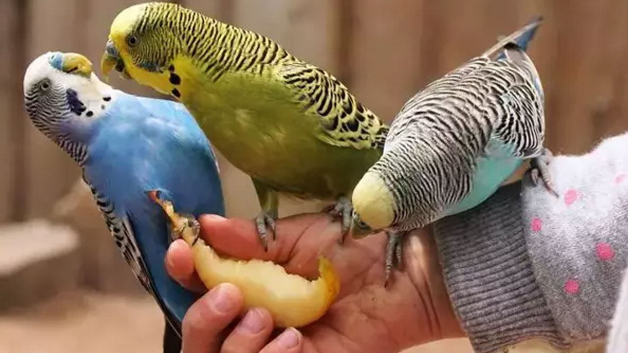 Foto - Bir başladı mı bir daha susmayacak! İşte muhabbet kuşunu konuşturmanın 5 altın sırrı