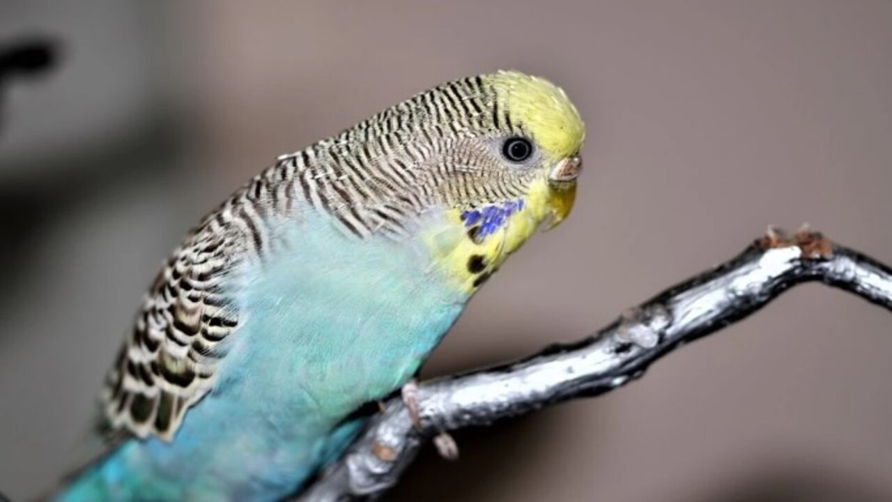 Foto - Bir başladı mı bir daha susmayacak! İşte muhabbet kuşunu konuşturmanın 5 altın sırrı