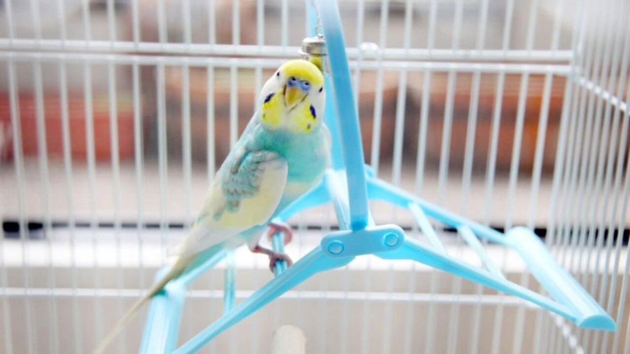 Foto - Bir başladı mı bir daha susmayacak! İşte muhabbet kuşunu konuşturmanın 5 altın sırrı