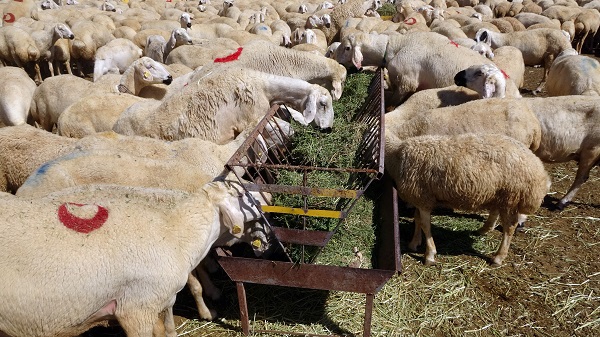 Foto - Bir çadırla hayvan sayısını ikiye katladı
