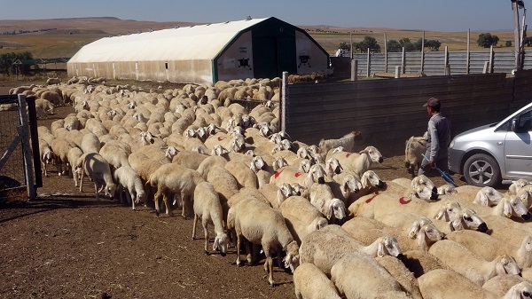 Bir çadırla hayvan sayısını ikiye katladı