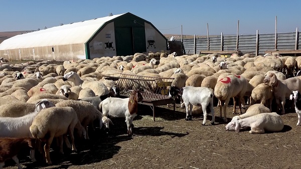 Foto - Bir çadırla hayvan sayısını ikiye katladı