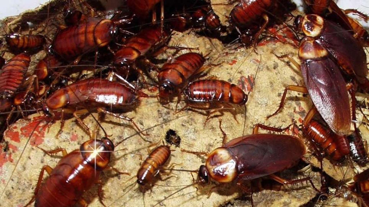 Foto - Bir daha evinize gelmeyecekler! İşte hamam böceklerini evden kovmanın yöntemi