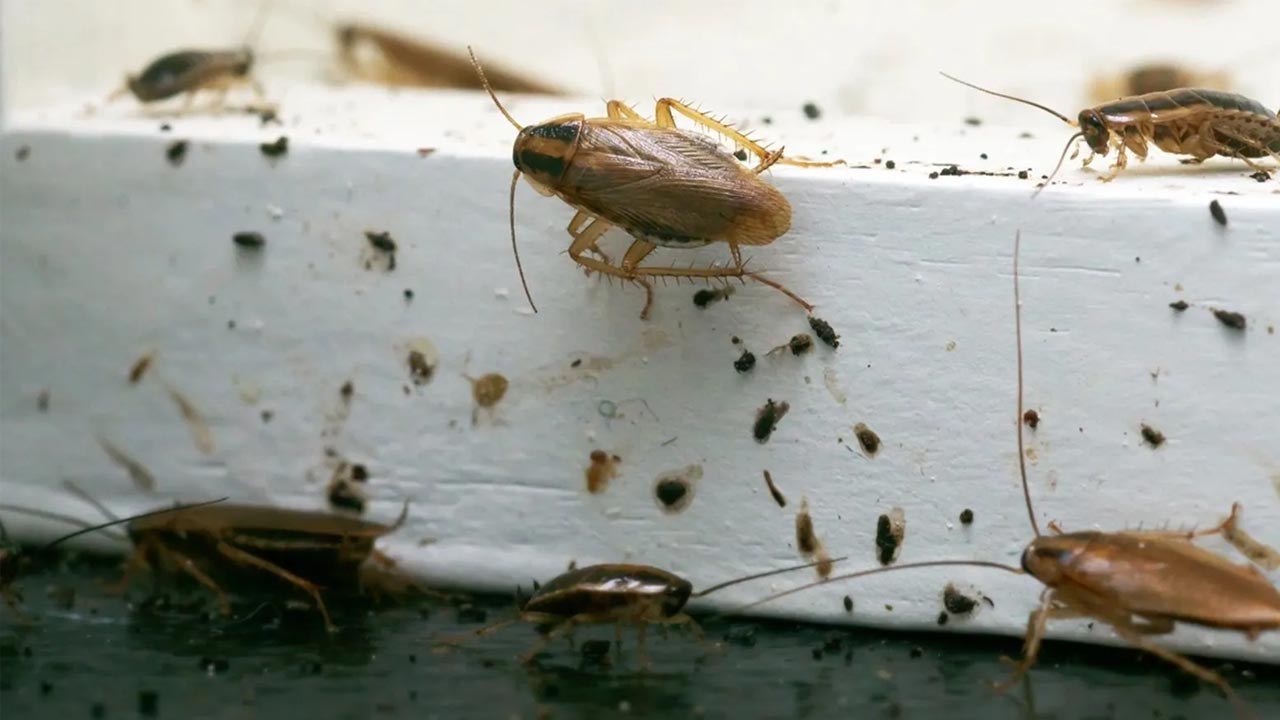 Bir daha evinize gelmeyecekler! İşte hamam böceklerini evden kovmanın yöntemi