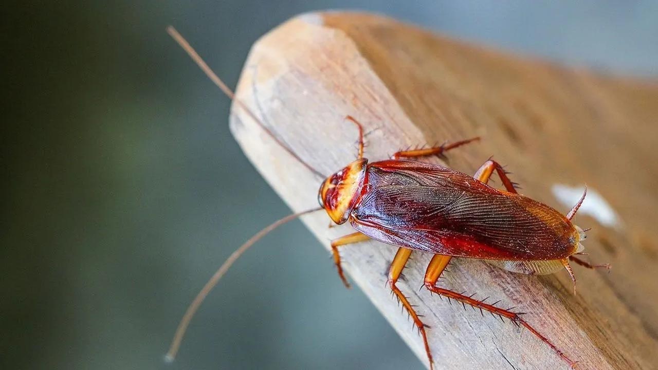 Foto - Bir daha evinize gelmeyecekler! İşte hamam böceklerini evden kovmanın yöntemi