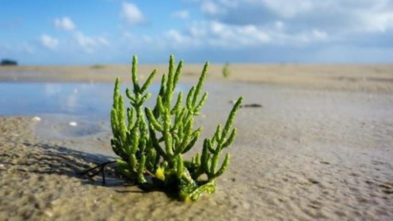 Foto - Bir damlası bile yetiyor! İşte genç kalmanın sırrı olan o bitki
