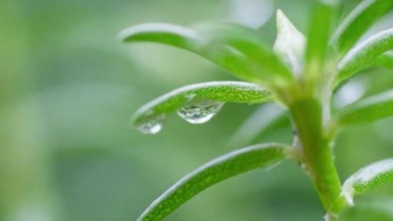 Bir damlası bile yetiyor! İşte genç kalmanın sırrı olan o bitki