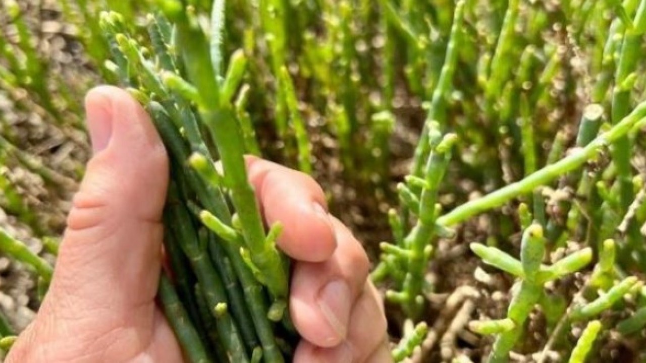 Foto - Bir damlası bile yetiyor! İşte genç kalmanın sırrı olan o bitki