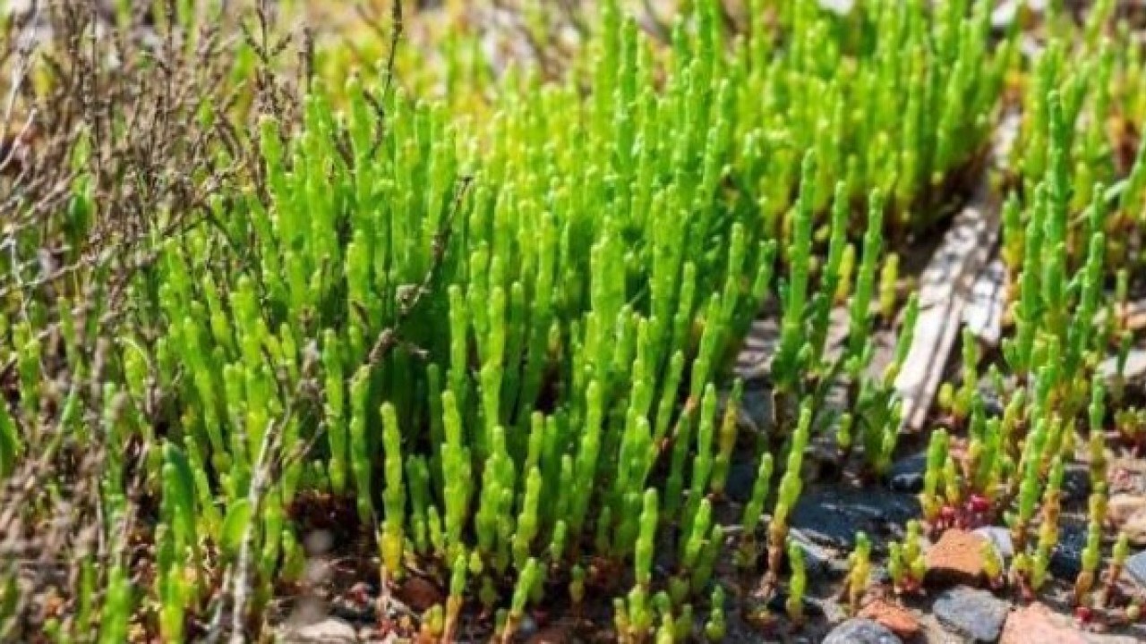 Foto - Bir damlası bile yetiyor! İşte genç kalmanın sırrı olan o bitki