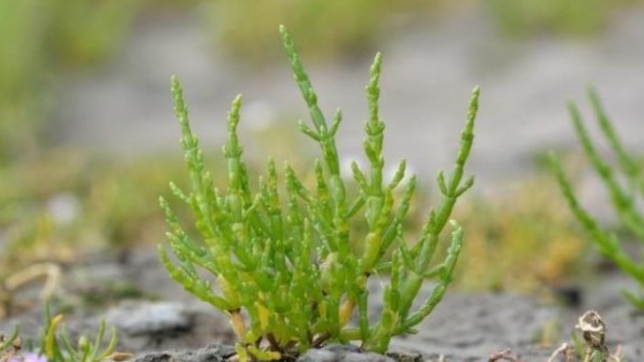 Foto - Bir damlası bile yetiyor! İşte genç kalmanın sırrı olan o bitki