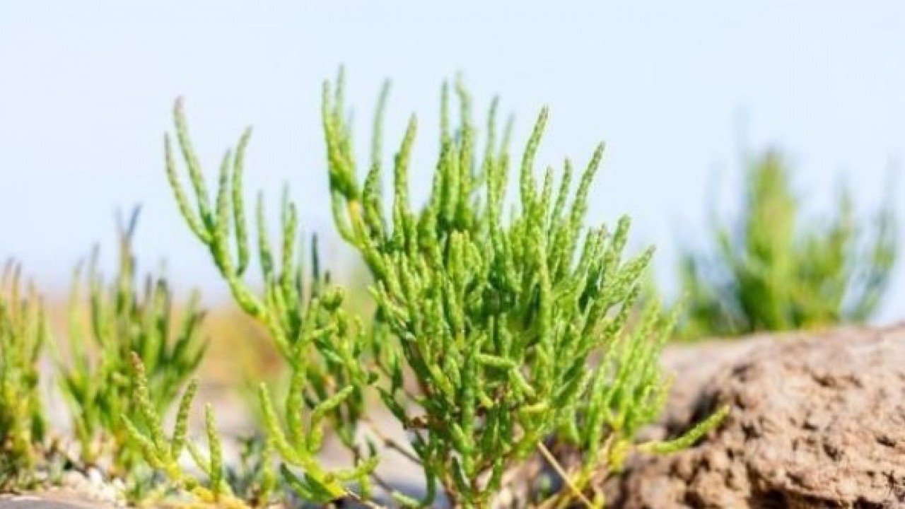 Foto - Bir damlası bile yetiyor! İşte genç kalmanın sırrı olan o bitki