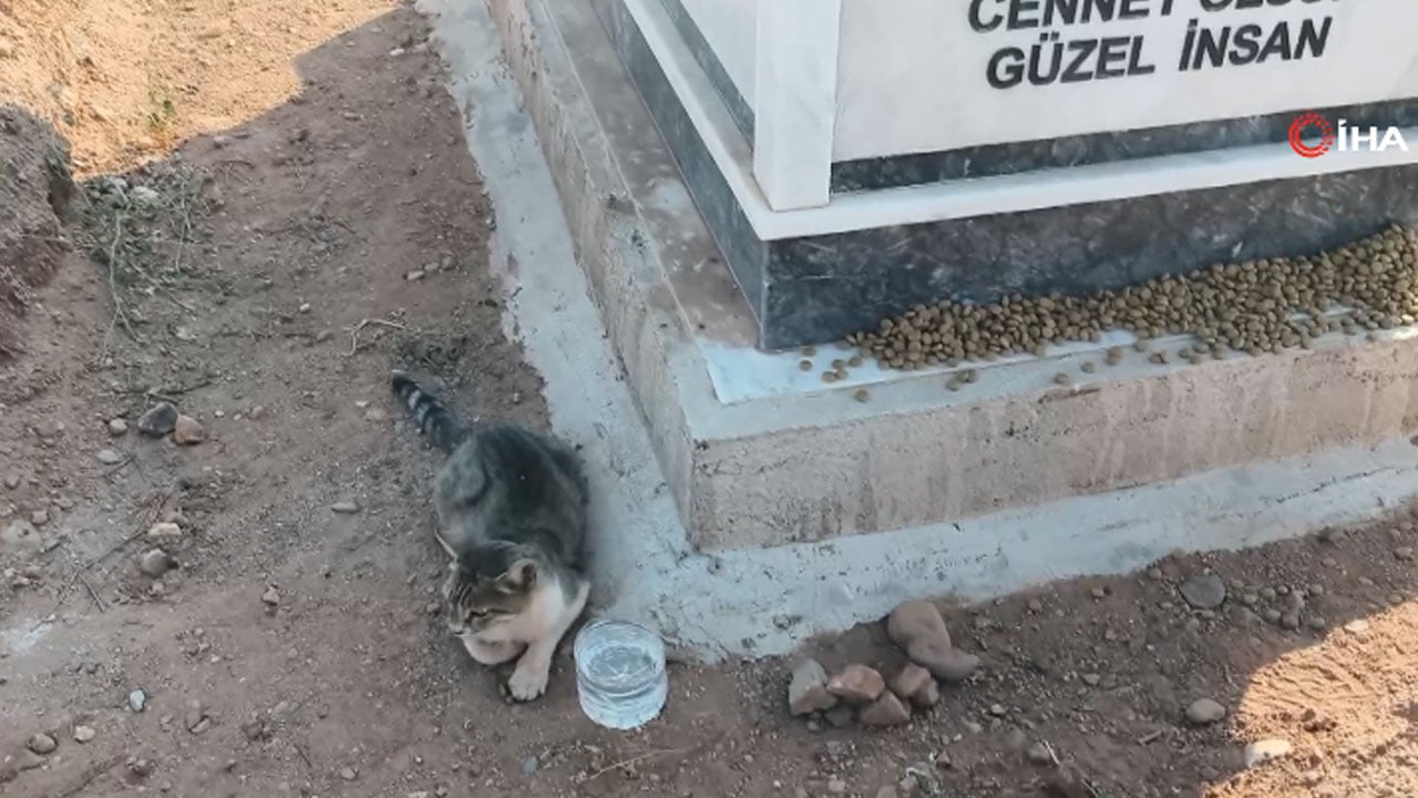 Bir de nankör derler! Aydın'da bir kedi aylardır ölen sahibinin mezarından ayrılmıyor