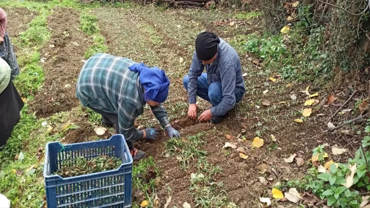 Bir dikiyor, üç alıyorlar! Daha tarladayken kapış kapış gidiyor